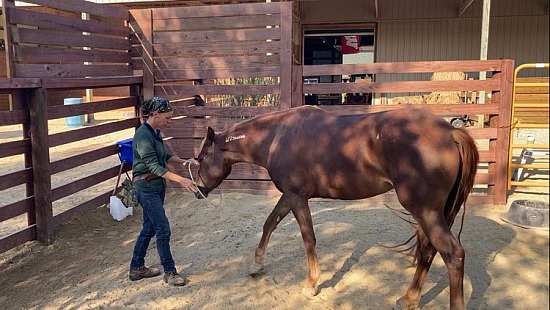 New client horse, Brandi