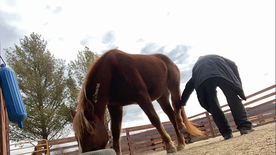 Brandi, hoof handling update