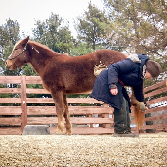 Brandi, hind foot hold