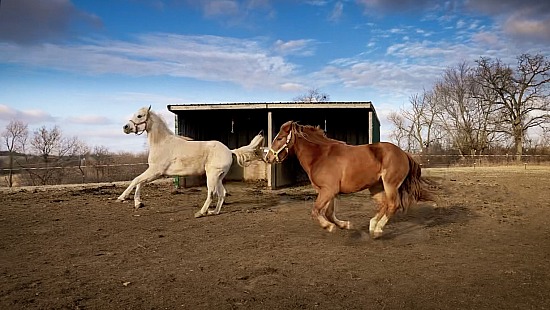 Behavior analysis webinar