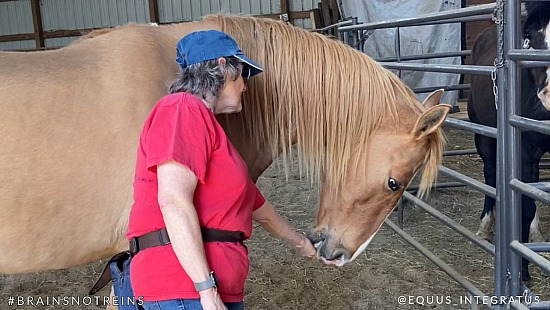 Getting Started With The Food-Anxious (Or Any Anxious) Horse